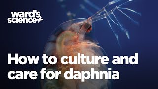 Caring and Culturing for Daphnia [upl. by Menon]