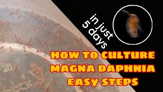 How to Culture Magna Daphnia Easily [upl. by Wang936]