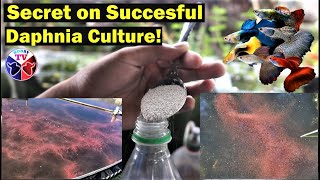 How to Culture Daphnia Successfully [upl. by Azriel316]