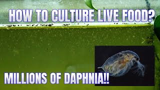 How to Culture Daphnia Secret Method to Breed MILLIONS  Simply Aquatic [upl. by Tallia]