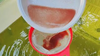 How to culture daphnia  Daphnia culture  How to grow daphnia outdoor [upl. by Ssitruc]