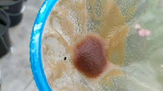 How to culture daphnia moina in a small container Part 1 English Subtitle [upl. by Jacinda27]