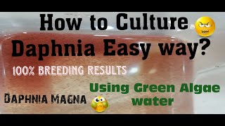 Daphnia MagnaHow to Culture Daphnia Easy wayCulturing Daphnia using Green water Daphnia [upl. by Toombs]