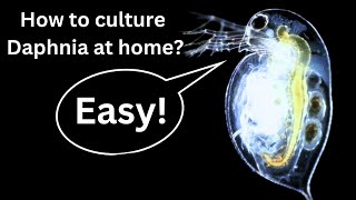 BEST Live Fish Food Beginner guide How to Culture Daphnia at home [upl. by Pangaro745]