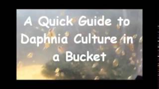 How to culture daphnia outside [upl. by Monney]