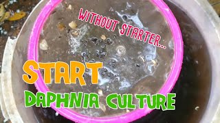 How to culture daphnia moina the easy way 1  Starting the Daphnia culture [upl. by Enirol]