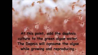 Daphnia  How to grow daphnia in your home [upl. by Drannel806]