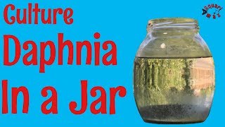 How to Culture Daphnia in a Jar [upl. by Atiniuq]