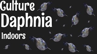 How to Culture Daphnia [upl. by Asaph]