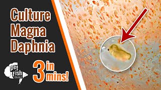 How to culture DAPHNIA MAGNA  The easy way [upl. by Nittirb]