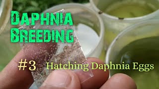 Daphnia Culture made simple and easy 3  Hatching Daphnia eggs [upl. by Nosral]