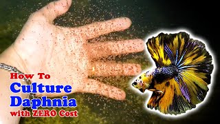 How to Culture Daphnia with ZERO Cost  Unlimited Live Food For Our Fish [upl. by Roon]