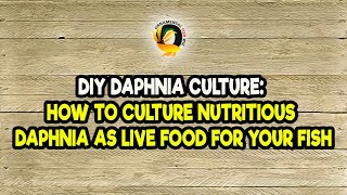 DIY Daphnia Culture How to Culture Nutritious Daphnia as Live Food for Your Fish [upl. by Gnim]