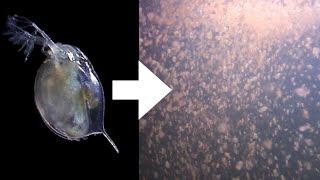 How I Culture Daphnia [upl. by Ryann]