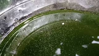 DAPHNIA MOINA CULTURE IN A SMALL BUCKET [upl. by Floeter]