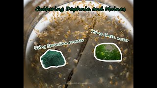 How To Culture Daphnia and Moinas using Green Water Spirulina powder [upl. by Alexandrina]