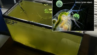 Raising Daphnia for the Freshwater Aquarium [upl. by Tneicniv183]