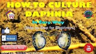 HOW TO CULTURE DAPHNIA In Easy Way [upl. by Helms]